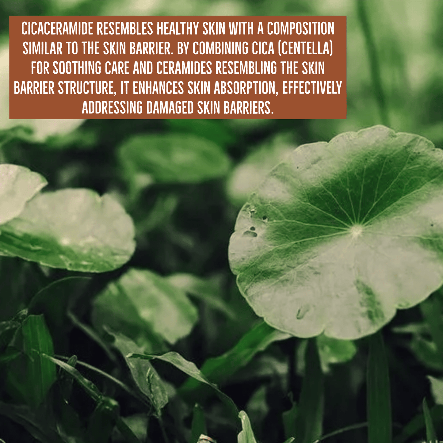 SKIN1004 Essence SKIN1004 Madagascar Centella Probio-Cica Essence Toner 210ml