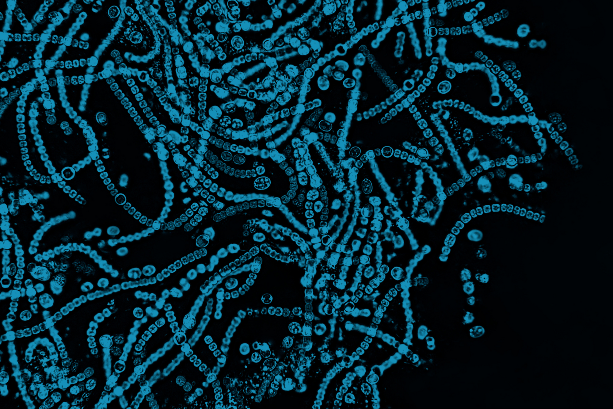 The skin microbiome and its function.