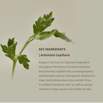 BEAUTY OF JOSEON Sunscreen BEAUTY OF JOSEON Matte Sun Stick: Mugwort + Camelia 18g