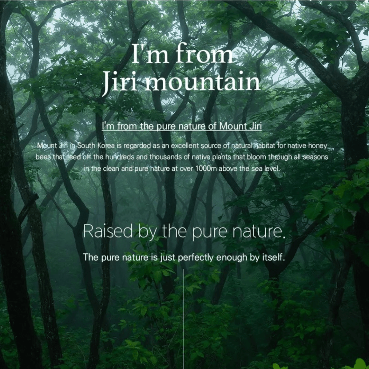 I'M FROM Wash Off Mask I'M FROM Honey Mask